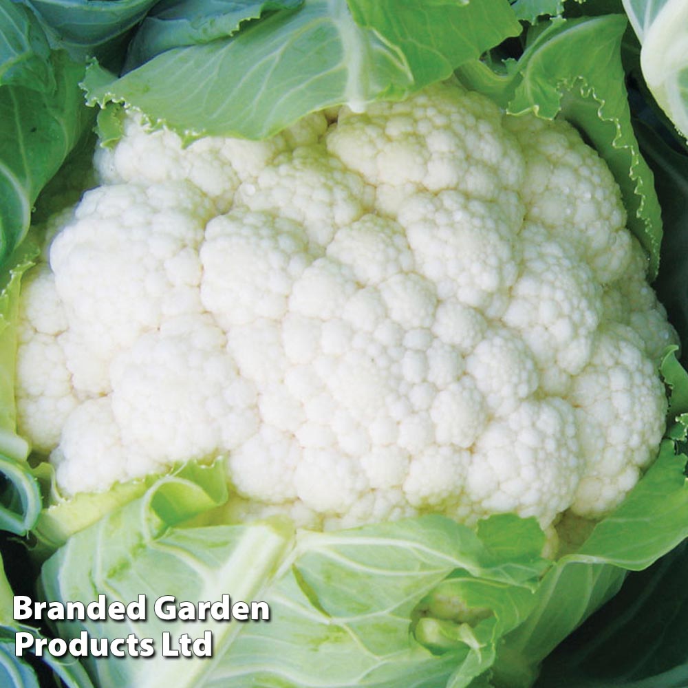 Cauliflower Trio Mixed