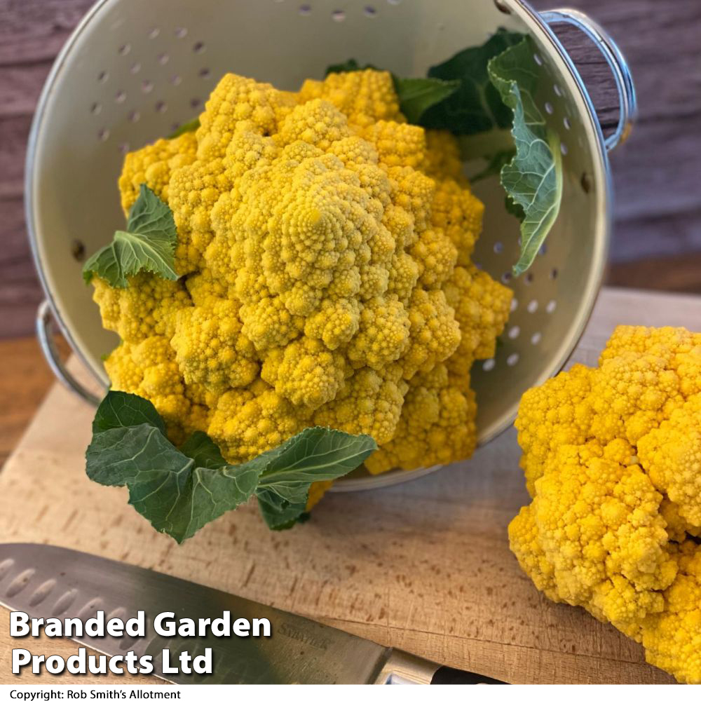 Cauliflower (Romanesco) 'Ameresco' F1