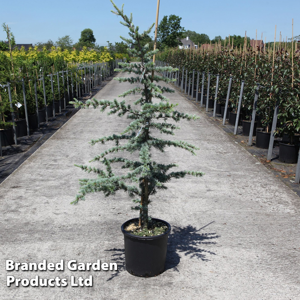 Cedrus libani 'Glauca' at Van Meuwen
