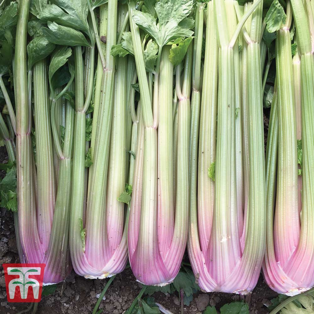 Celery 'Blush' (Self blanching)