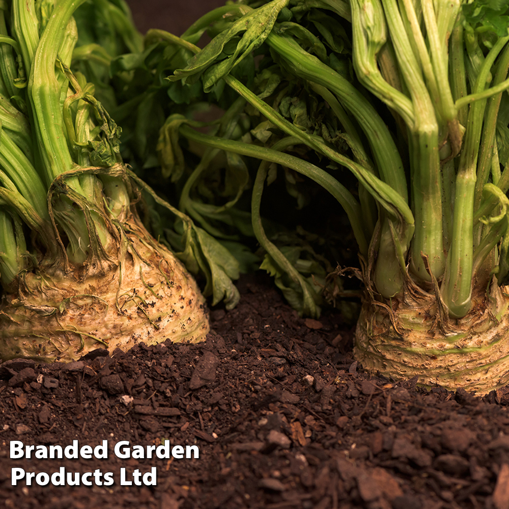 Celeriac 'Monarch' - Seeds
