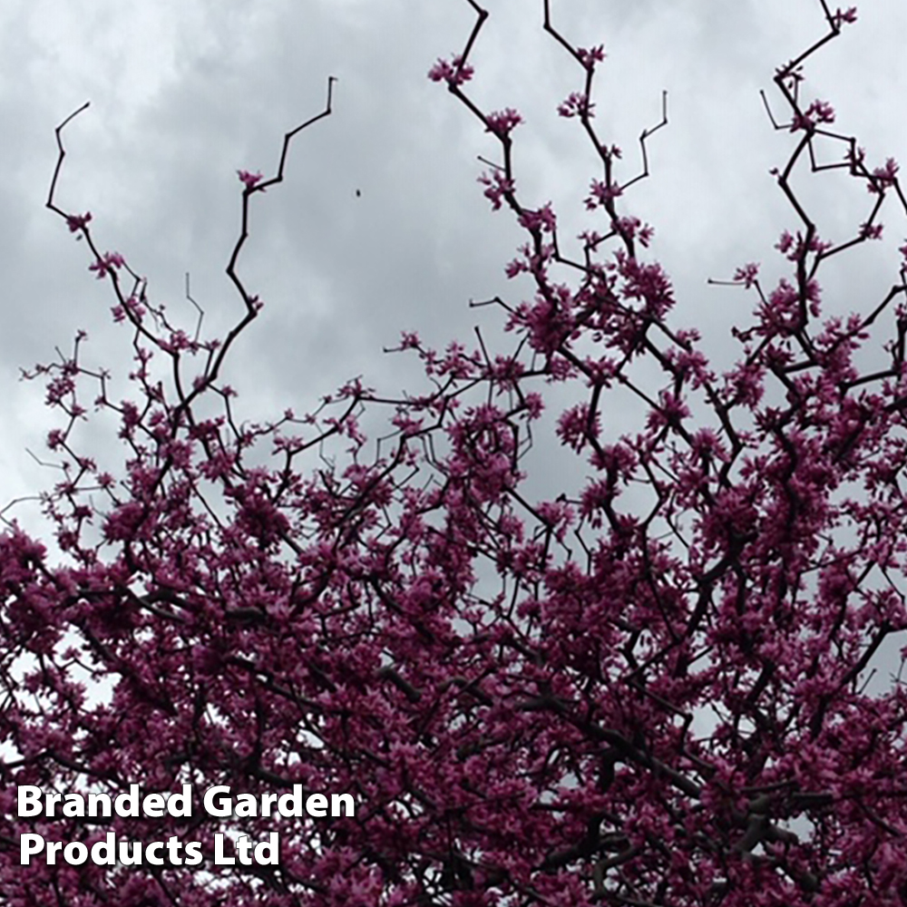 Cercis canadensis 'Zig Zag' at Van Meuwen