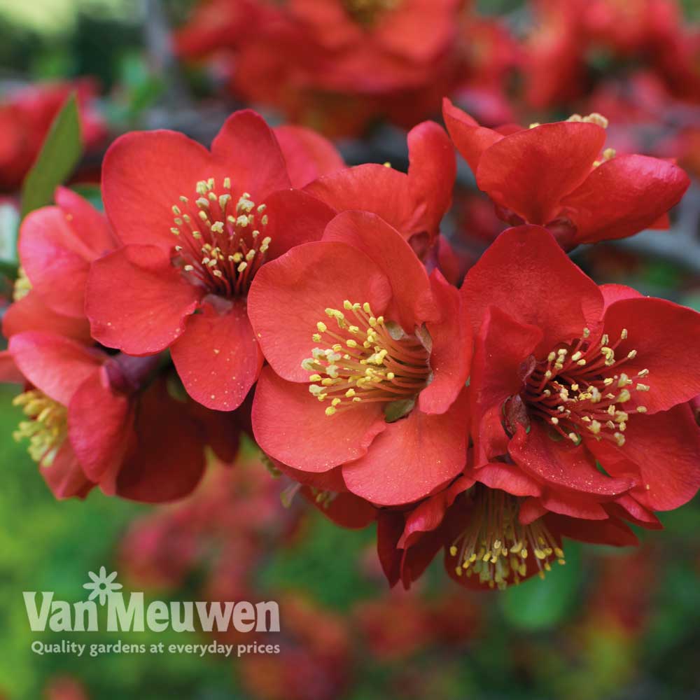 Chaenomeles x superba 'Crimson and Gold'