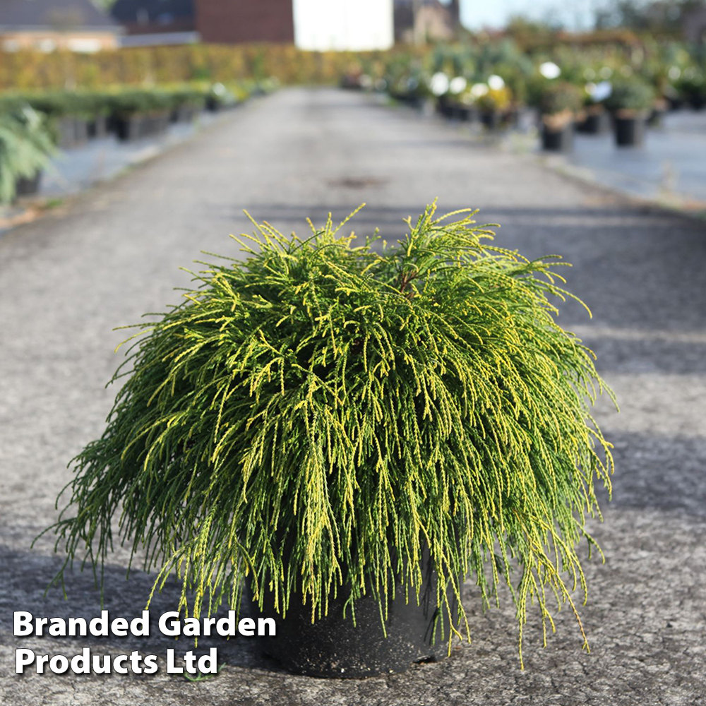 Chamaecyparis pisifera 'Sungold' at Van Meuwen