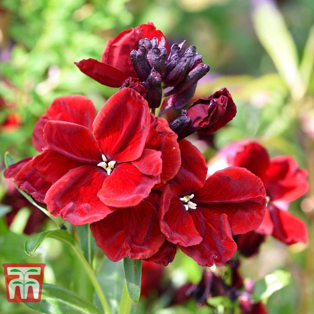 Wallflower 'Scarlet Bedder'