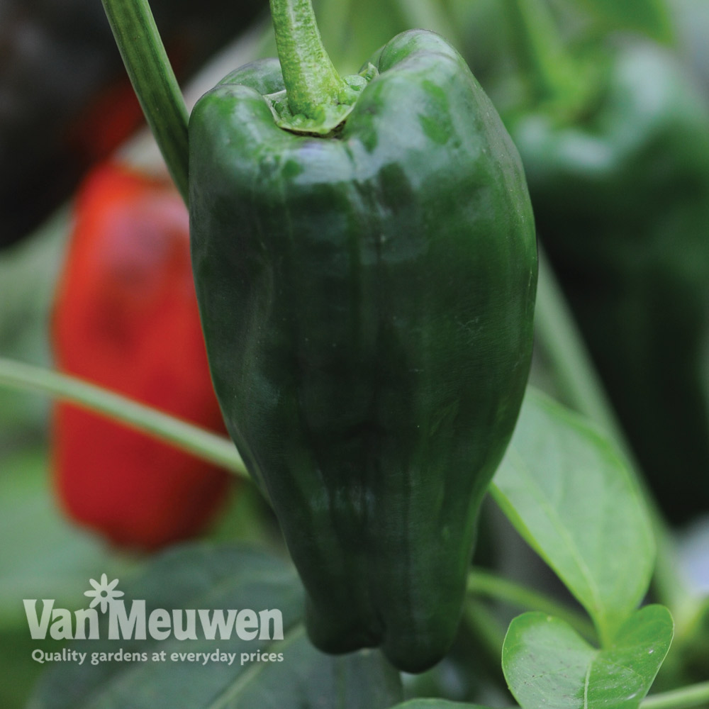 Chilli Pepper 'Padron' (Medium - The Tapas Pepper)