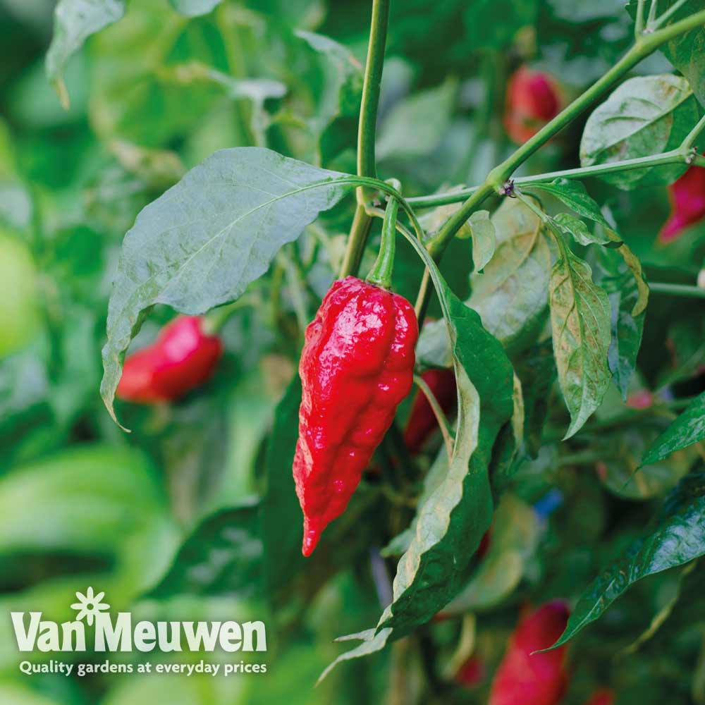 Chilli Pepper 'Naga Red' (Hot)