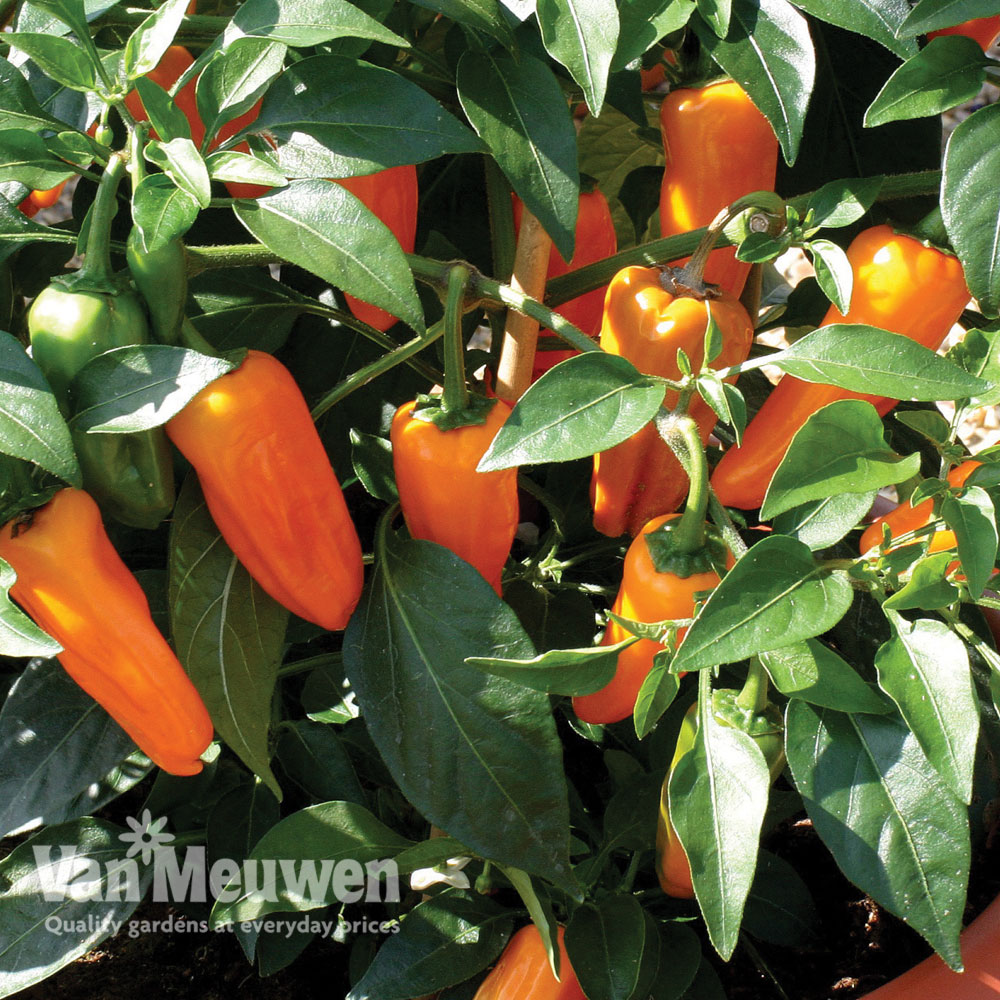 Chilli Pepper 'Cheyenne'