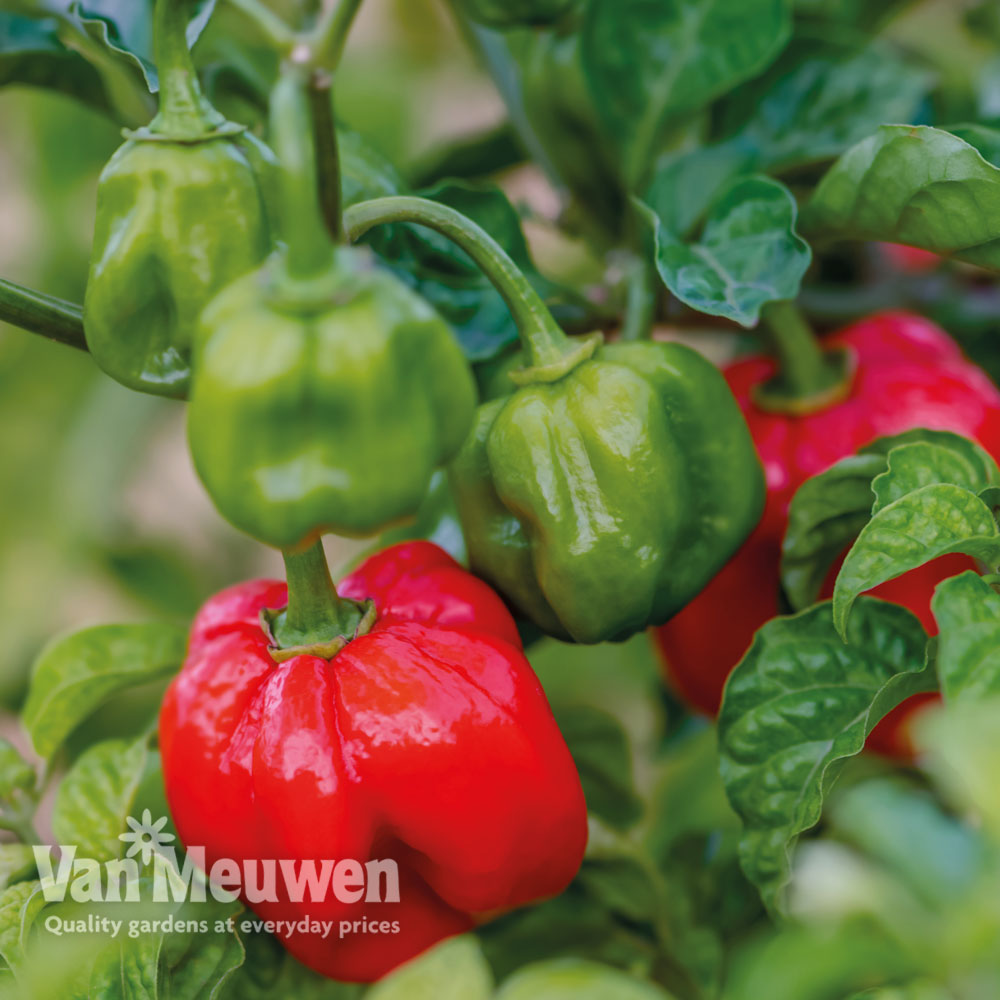 Chilli Pepper Scotch Bonnet Red