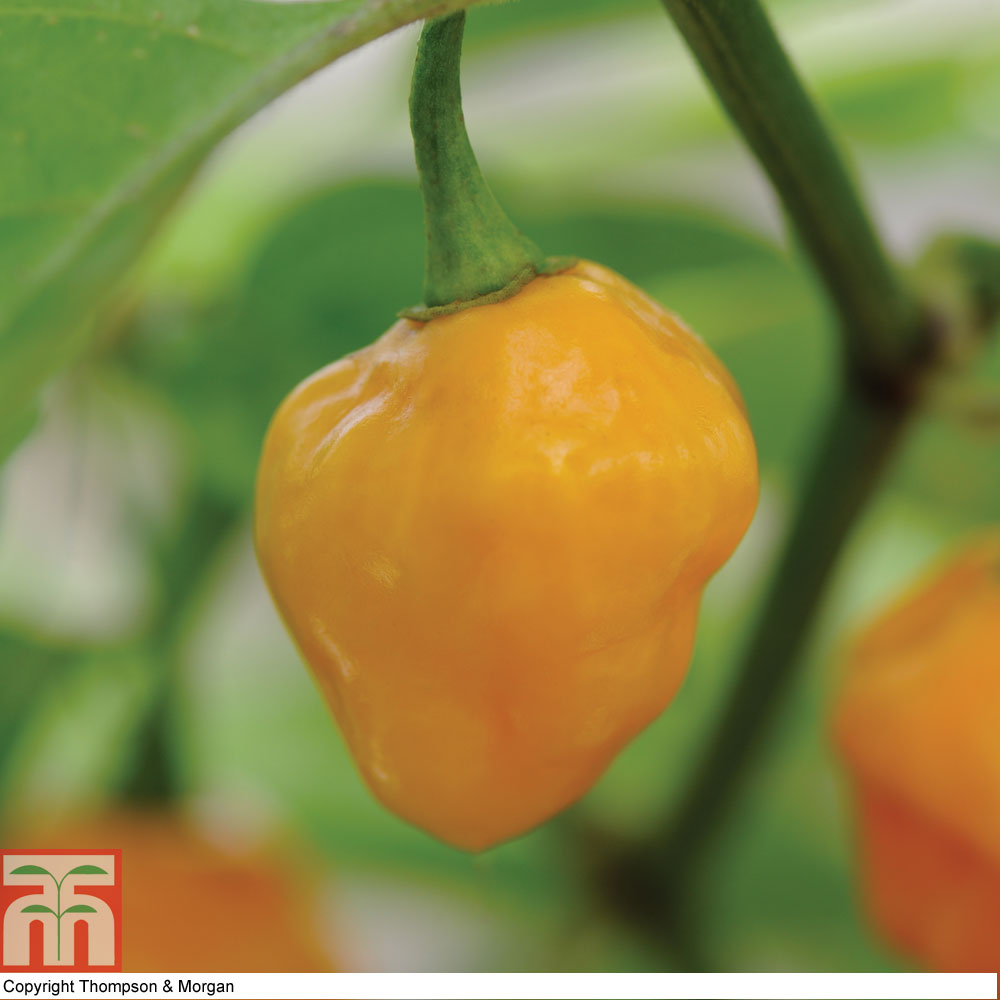 Chilli Pepper 'Trinidad Perfume'