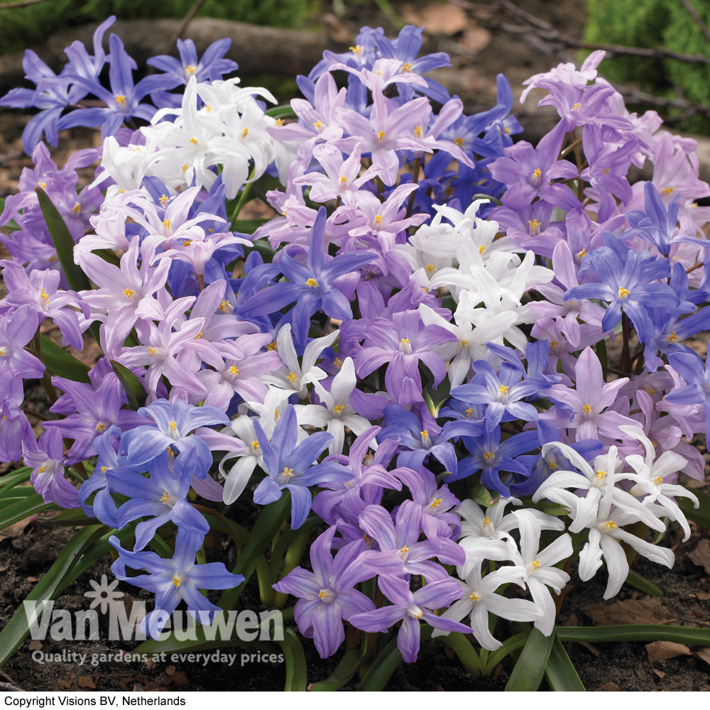 Chionodoxa Mixed