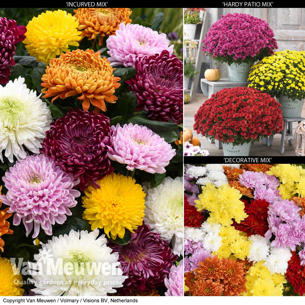 Chrysanthemum Bumper Collection