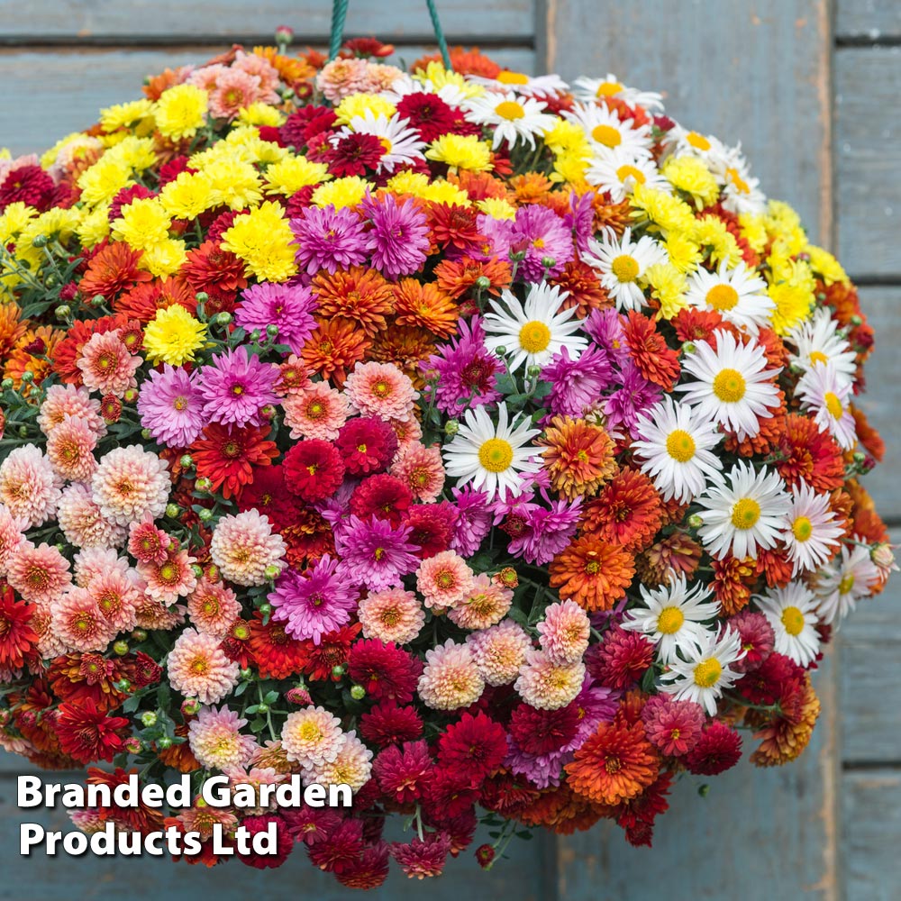 Chrysanthemum Xanthe Hanging basket Collection