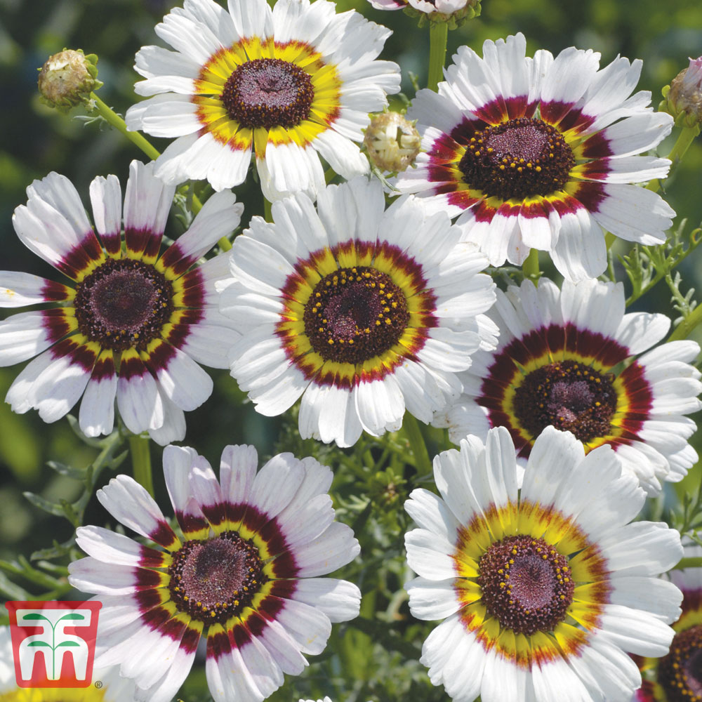 Chrysanthemum carinatum 'Cockade'