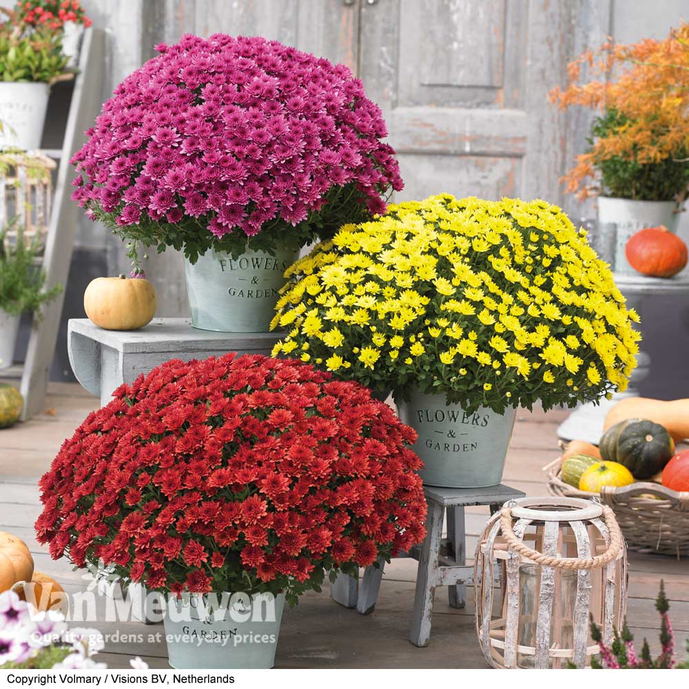 Chrysanthemum 'Hardy Patio Improved'