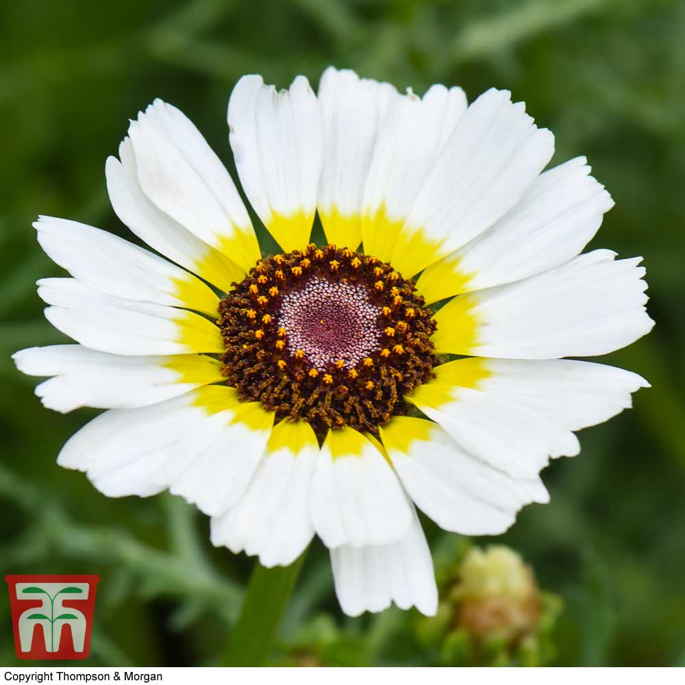 Chrysanthemum carinatum 'Polar Star'