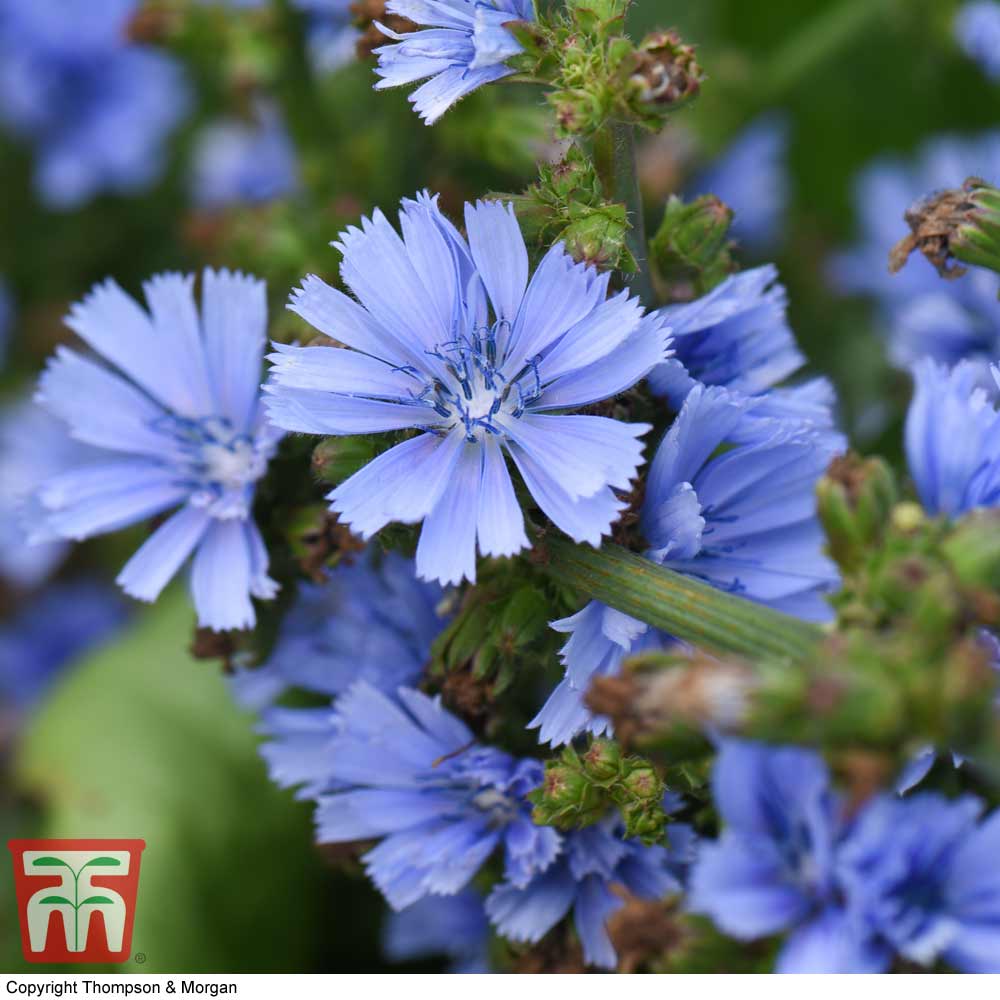 Cichorium intybus 'Electric Blue'