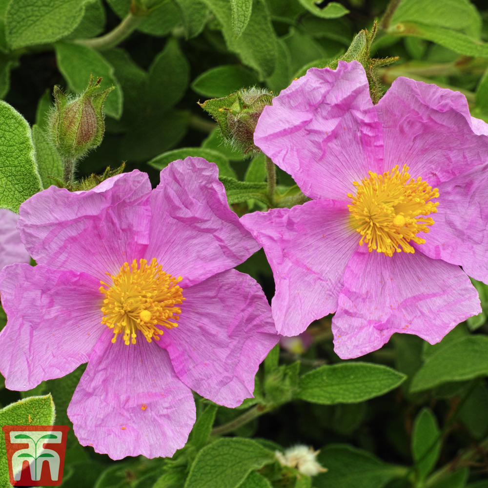 Cistus creticus subsp. creticus