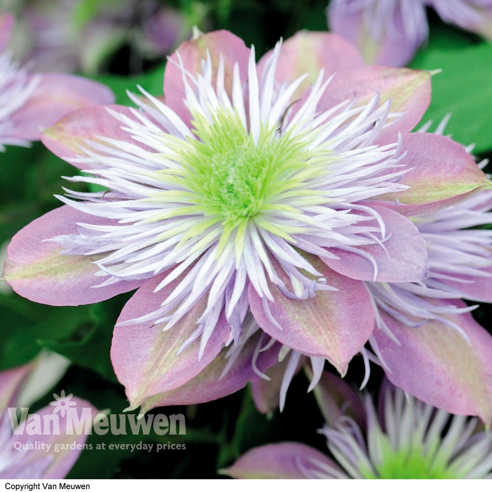 Clematis 'Crystal Fountain'