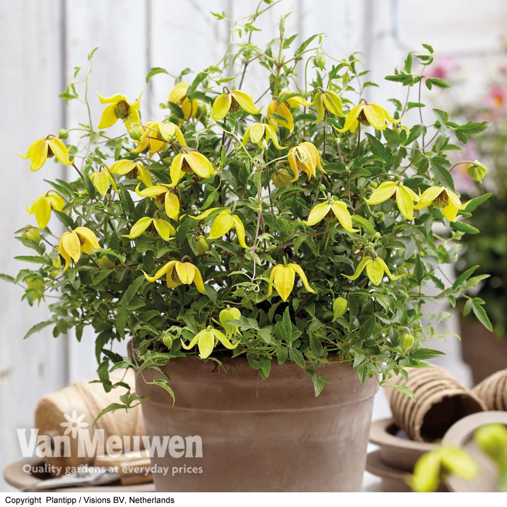 Clematis 'Little Lemons'