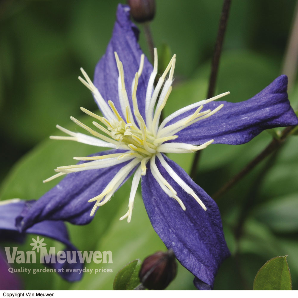 Clematis x aromatica