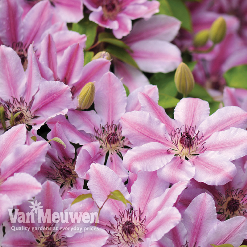 Clematis 'Nelly Moser'