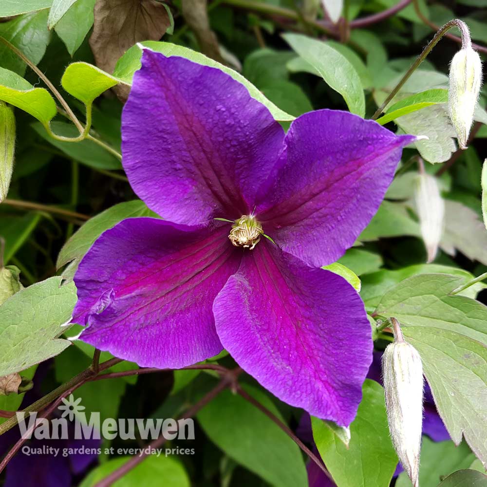 Clematis 'Jackmanii'