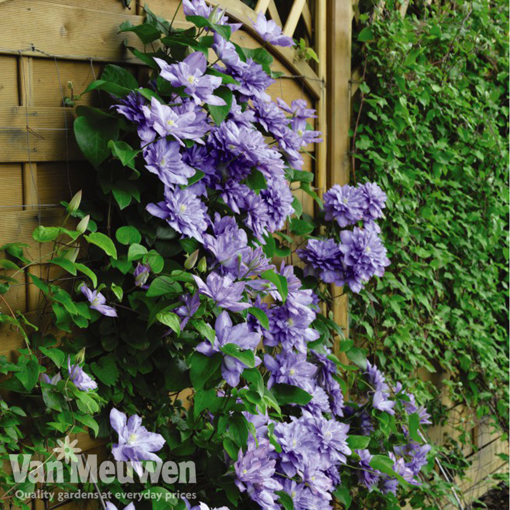 Clematis 'Blue Explosion'