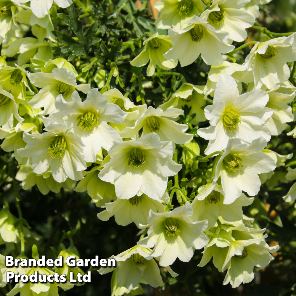 Clematis 'Early Sensation'