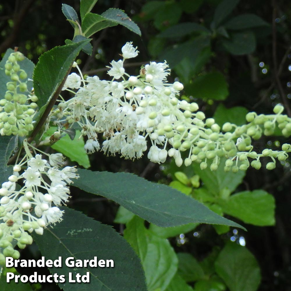 Clethra barbinervis