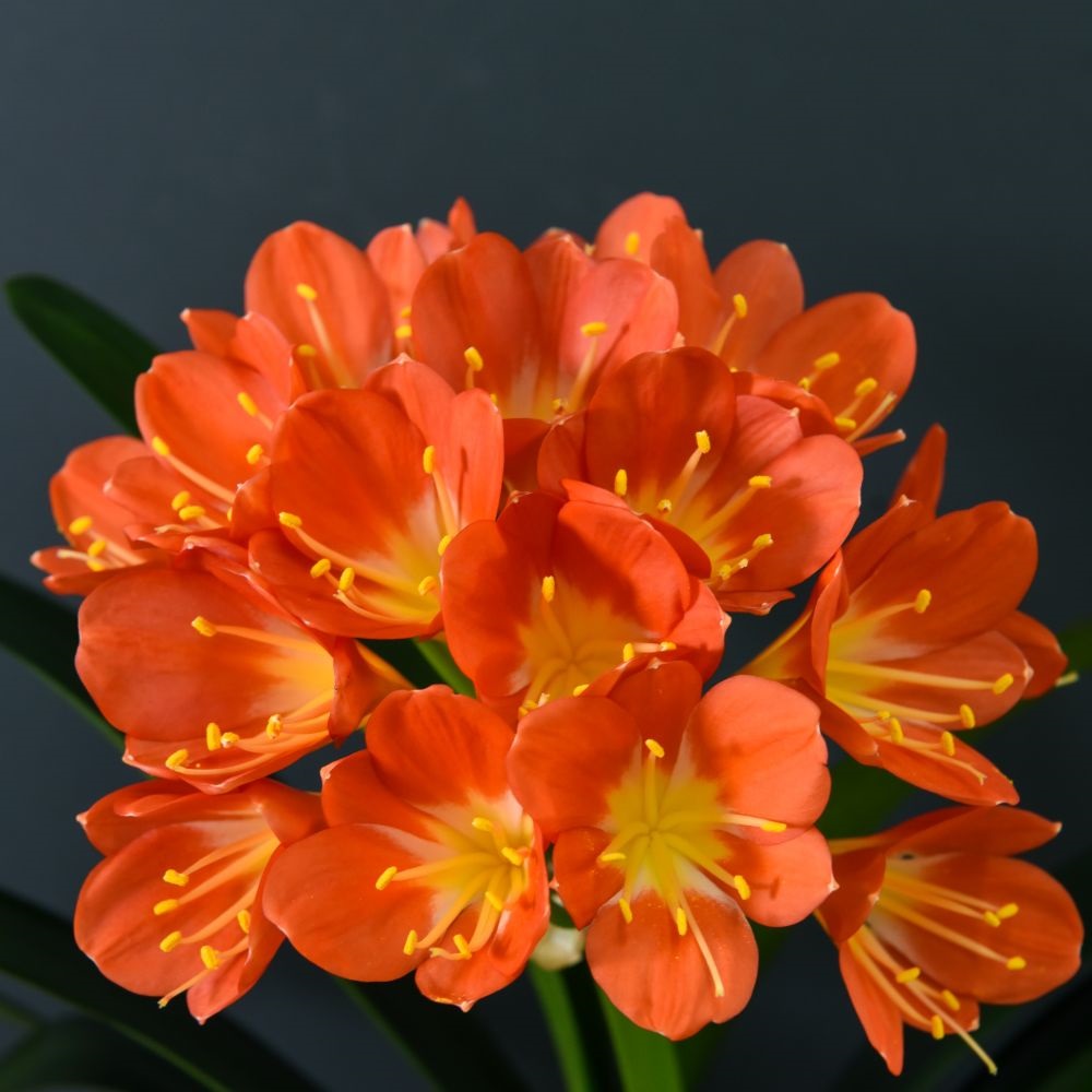 Tropical Clivia miniata