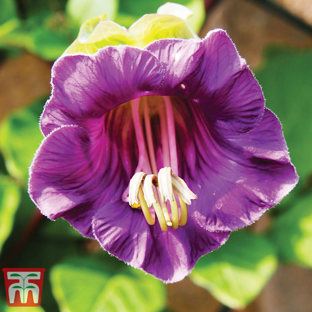 Cobaea scandens