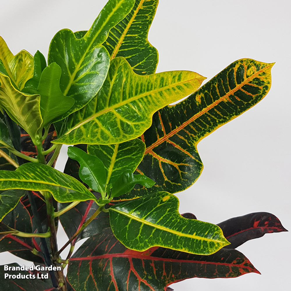 Codiaeum variegatum var. pictum 'Excellent' - Gift