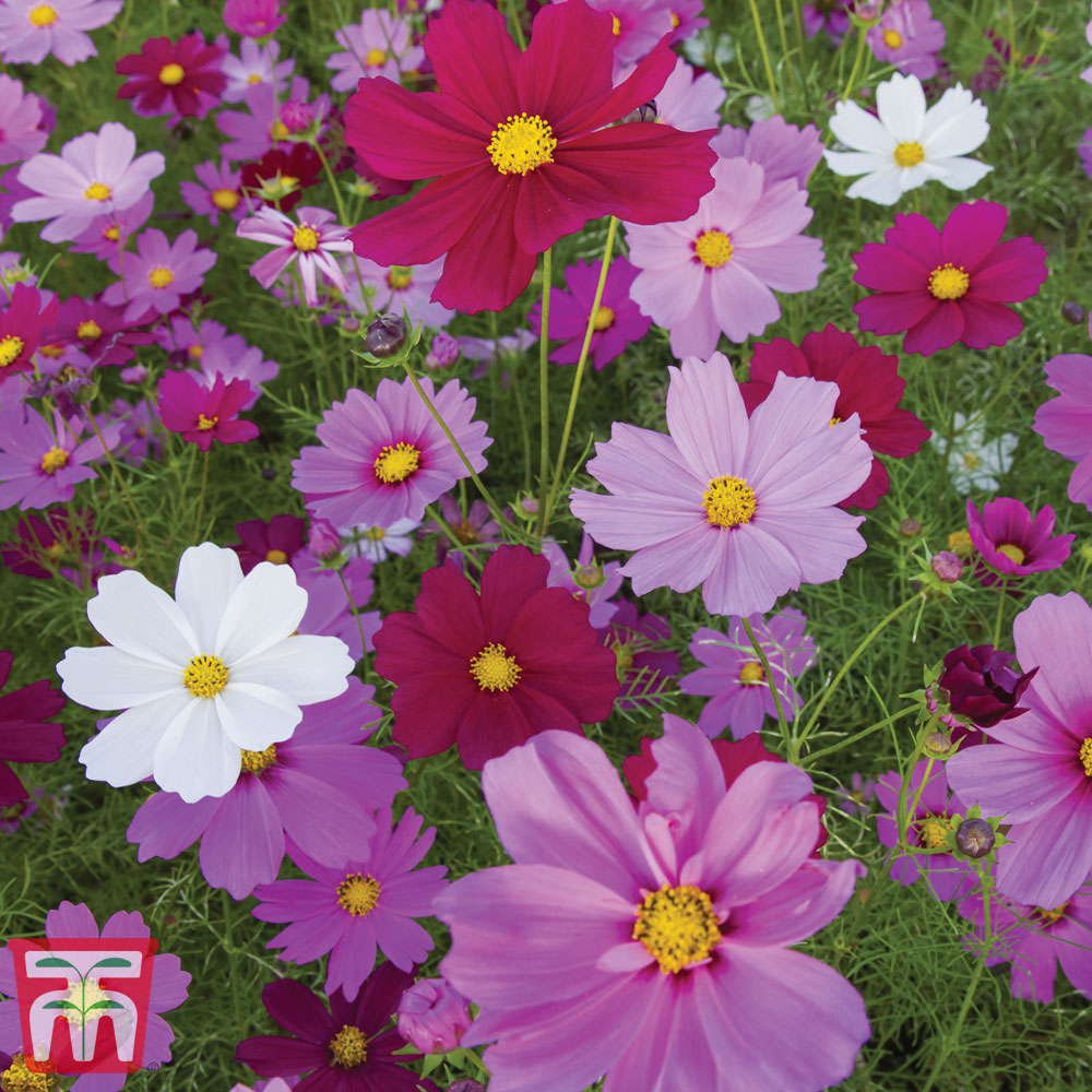 Cosmos bipinnatus 'Sensation Mixed'