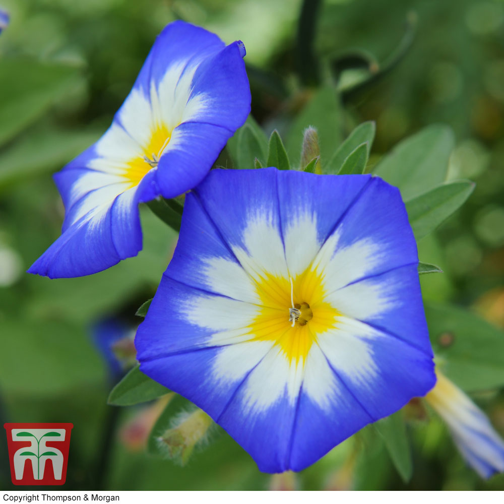 Convolvulus 'Tricolor Blue Ensign'