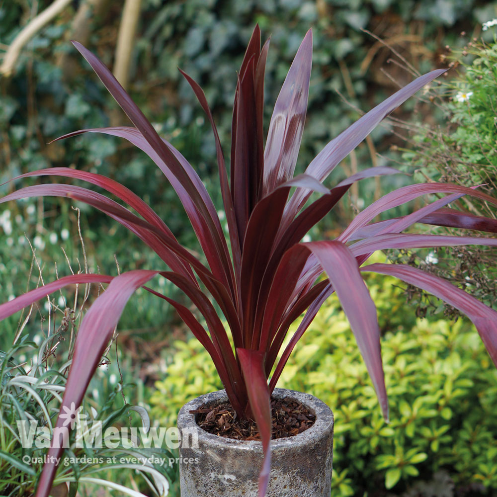 Cordyline 'Superstar'