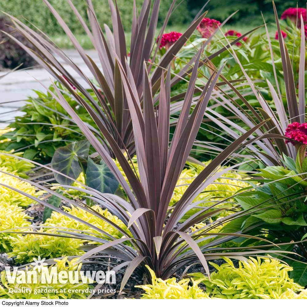 Cordyline 'Red Sensation'