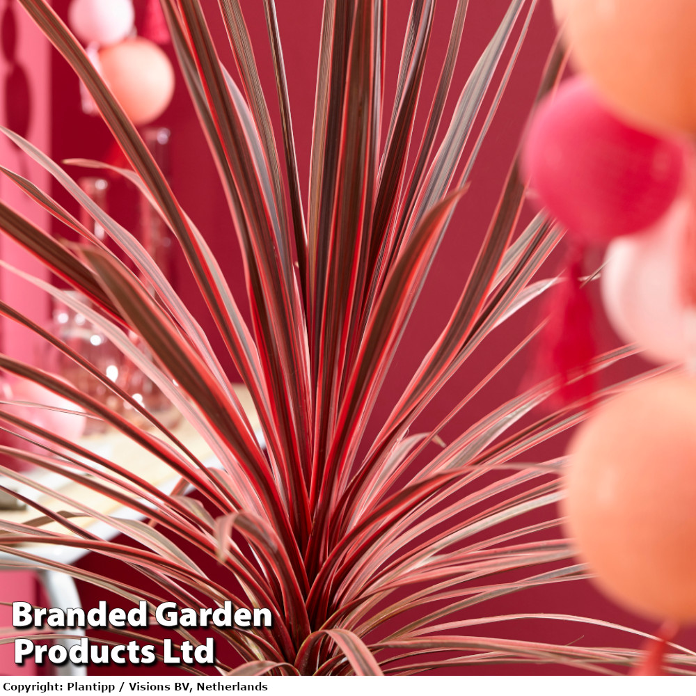 Cordyline 'Charlie Boy'