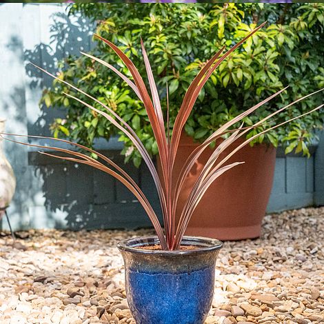 Cordyline 'Red Star'