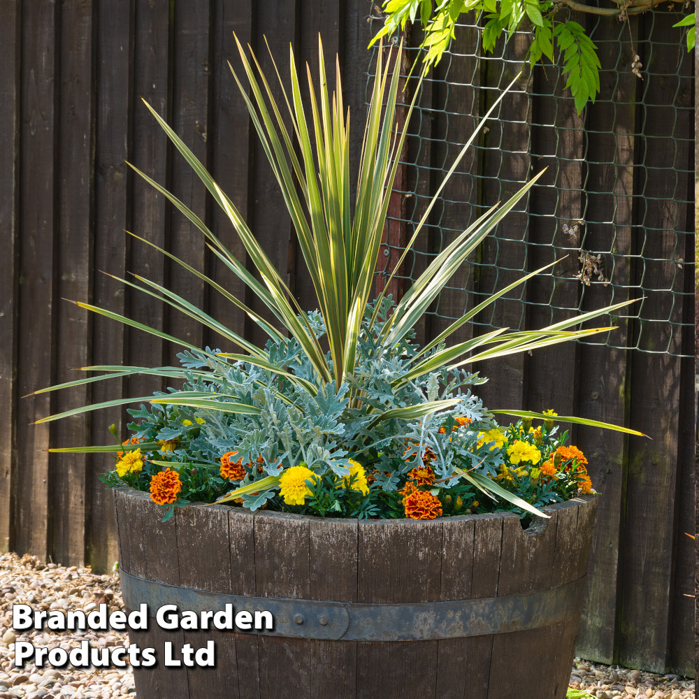 Cordyline 'Sundance'