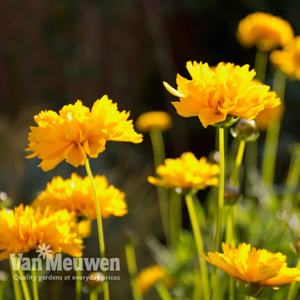 Coreopsis grandiflora 'Sunray'