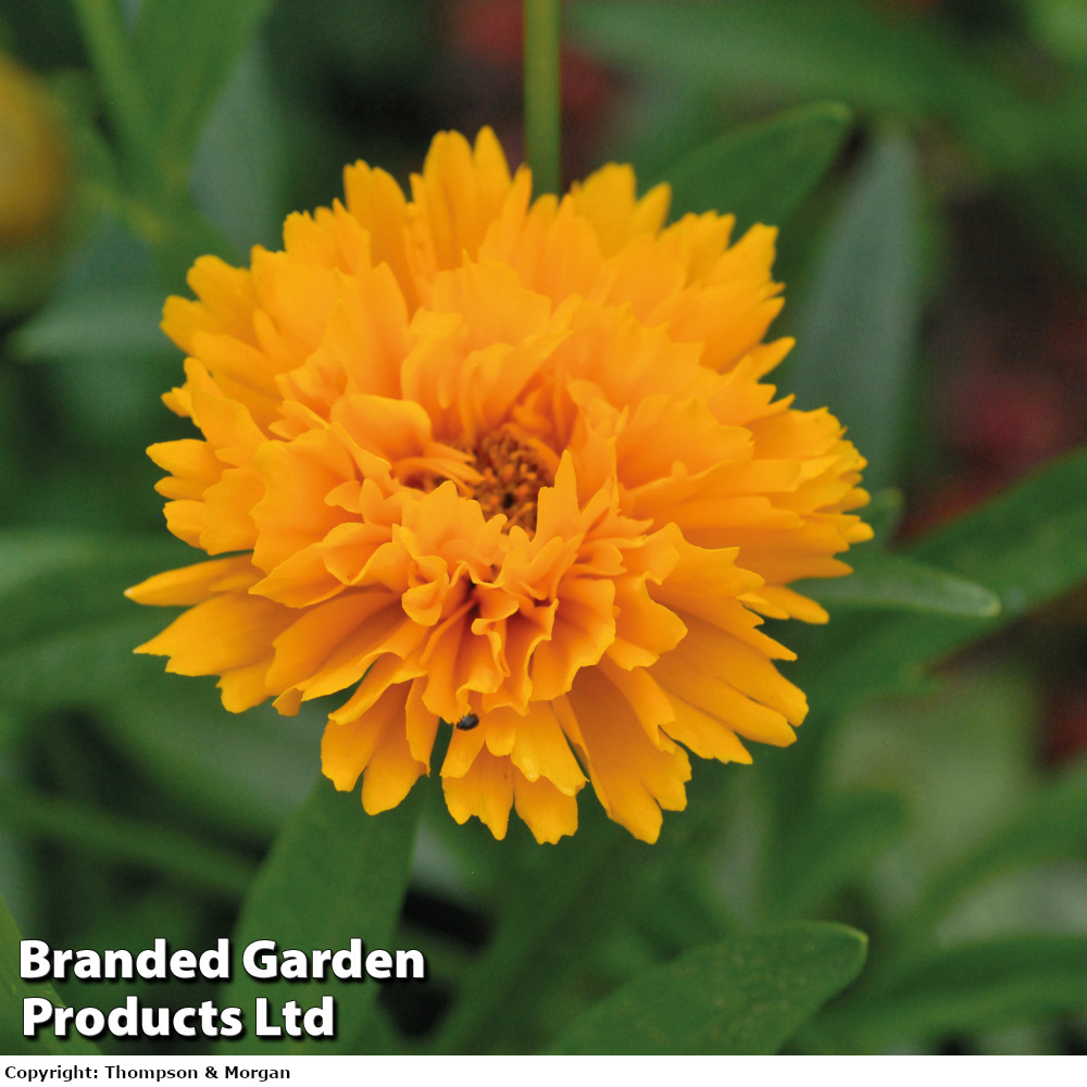 Coreopsis grandiflora 'Golden Joy'