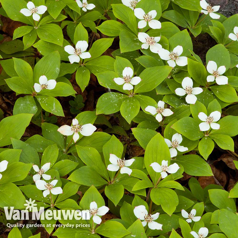 Cornus canadensis