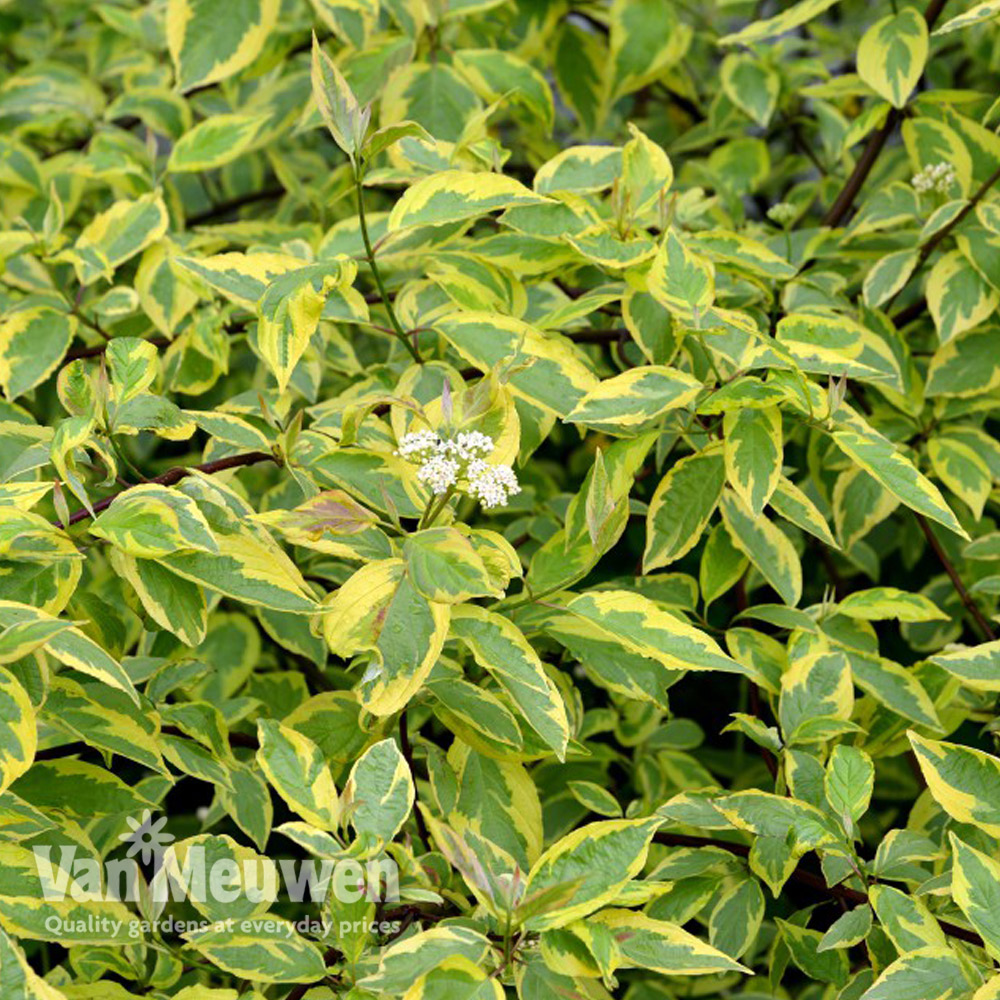 Cornus alba 'Gouchaultii'