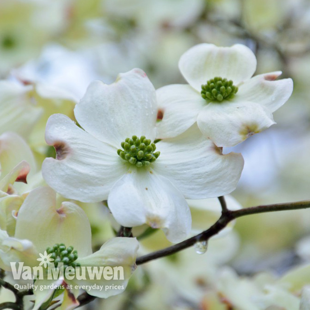 Cornus florida