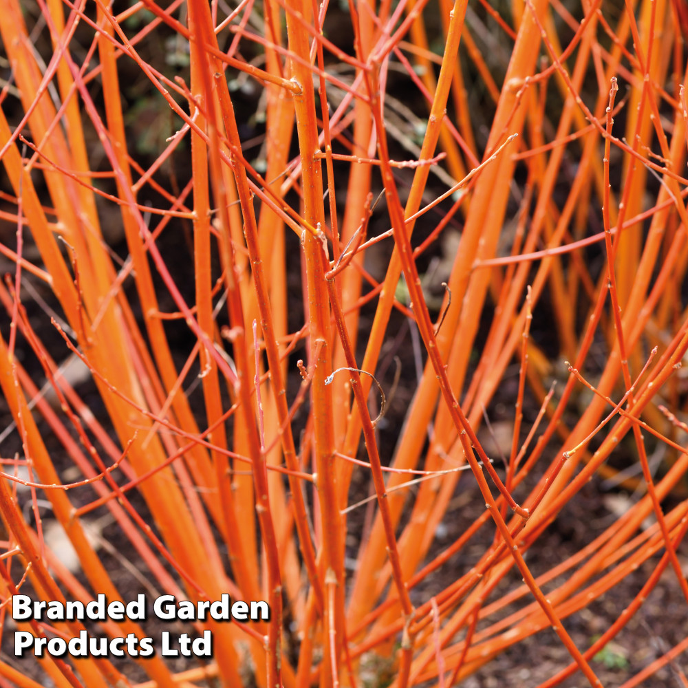 Cornus sanguinea 'Midwinter Fire'