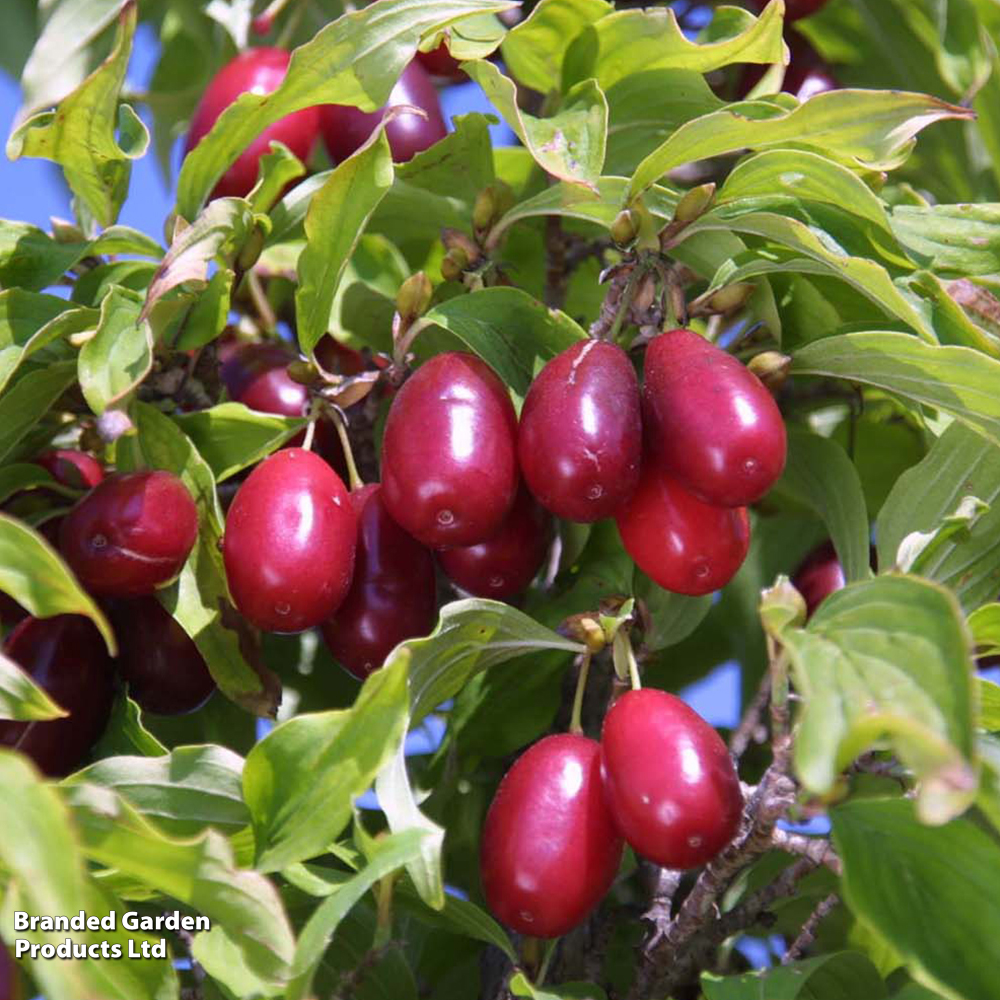 Cornelian Cherry (Hedging)