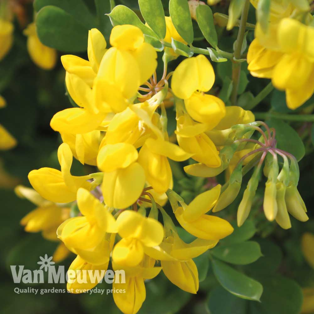 Coronilla glauca