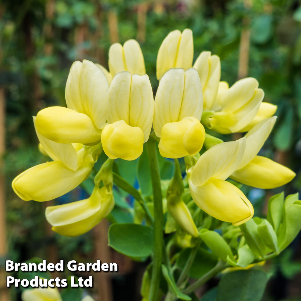Coronilla glauca 'Citrina'
