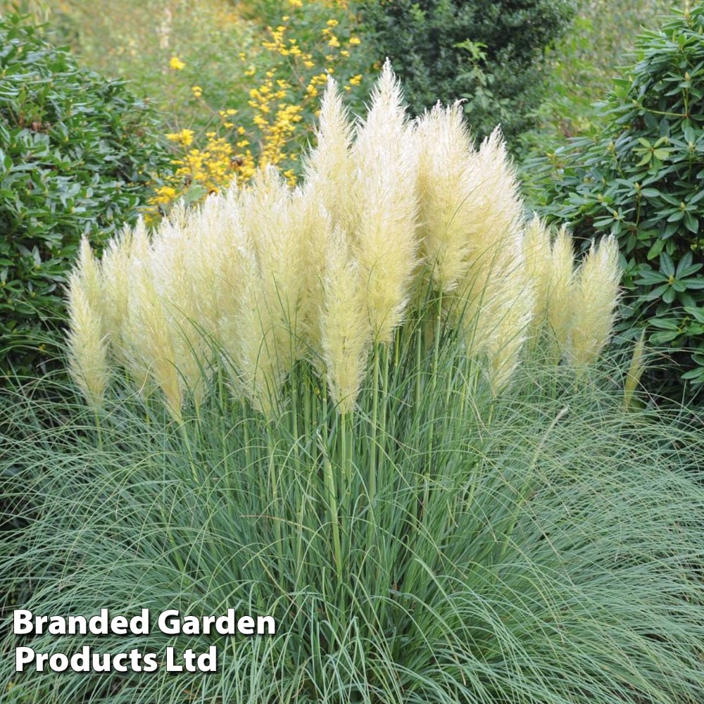 Cortaderia selloana 'White' from Van Meuwen